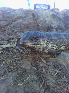 Stumpy lizards that frequently visit in the pines