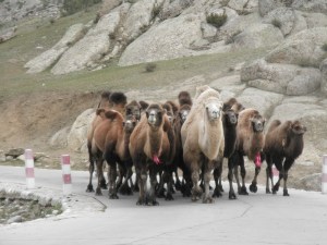 Camels of all kinds seen in the region
